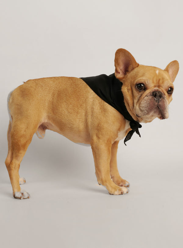 Dog hot sale vest kmart