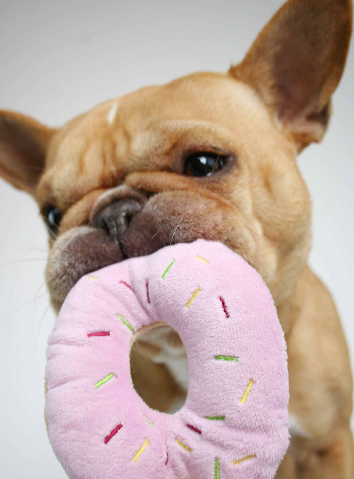 Donut Dog Chew Toy