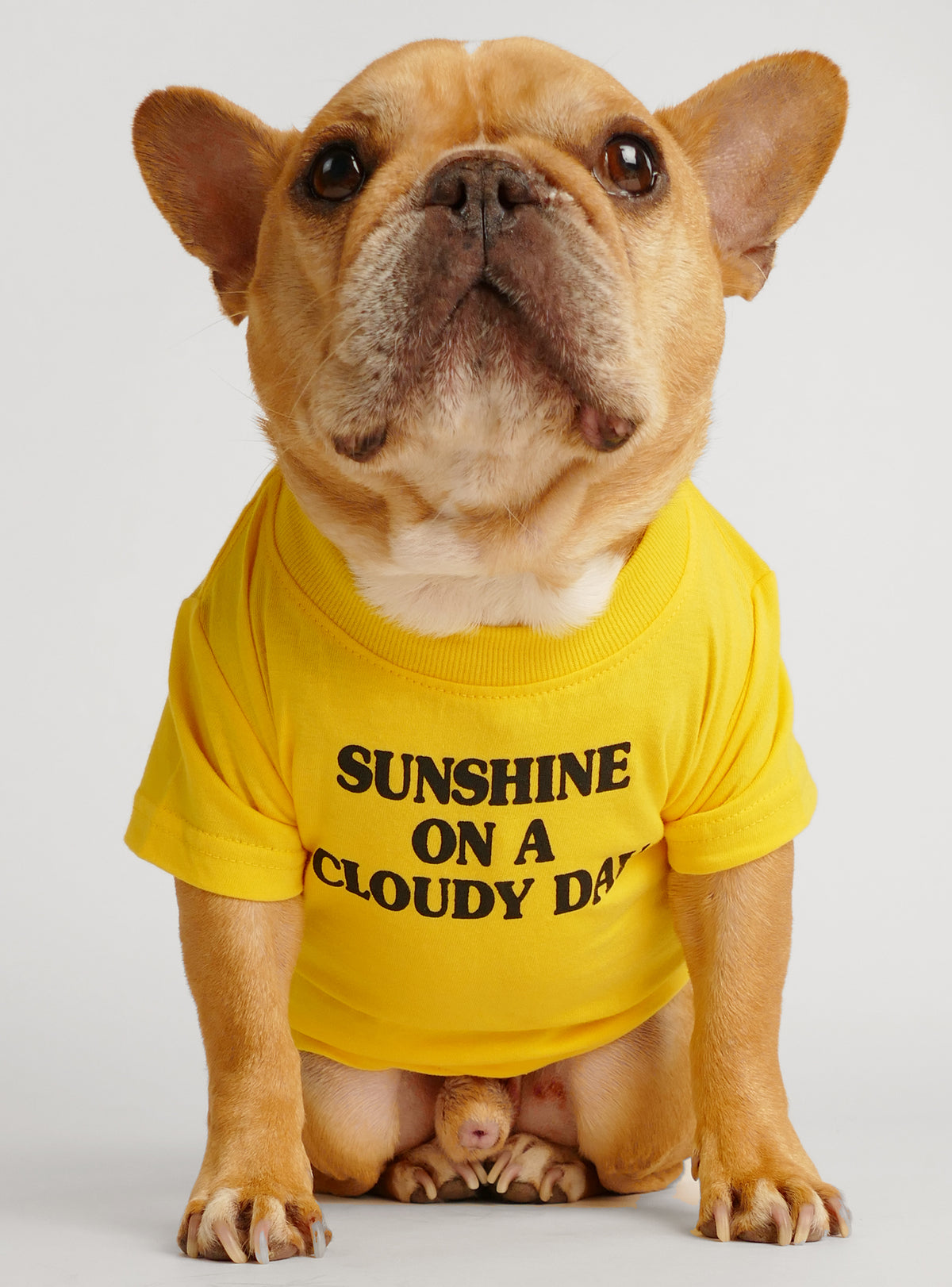 Sunshine On A Cloudy Day Dog Tee