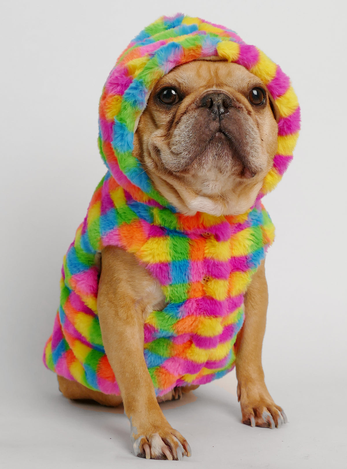 Technicolor Dog Hoodie