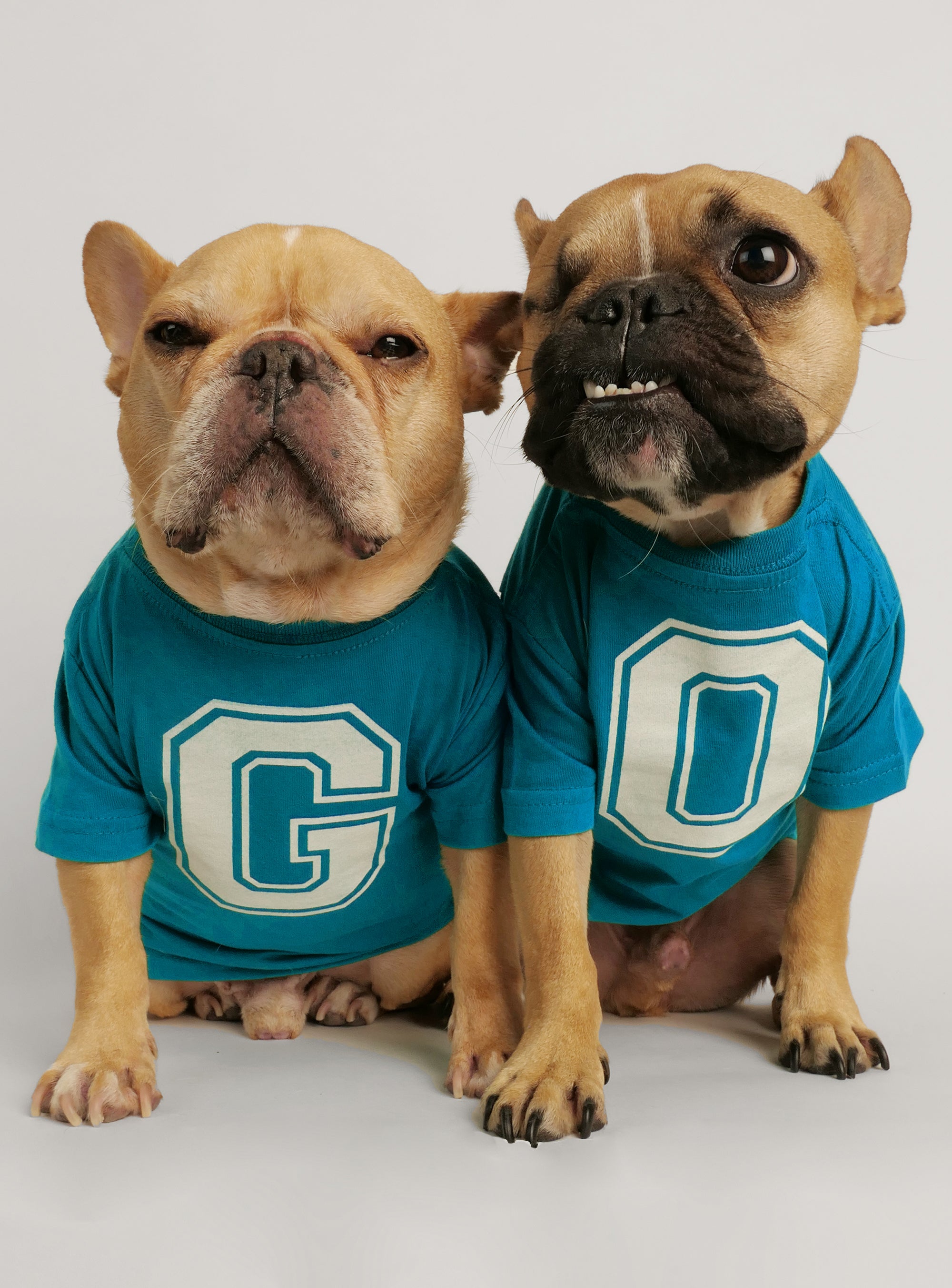 dog clothes football teams