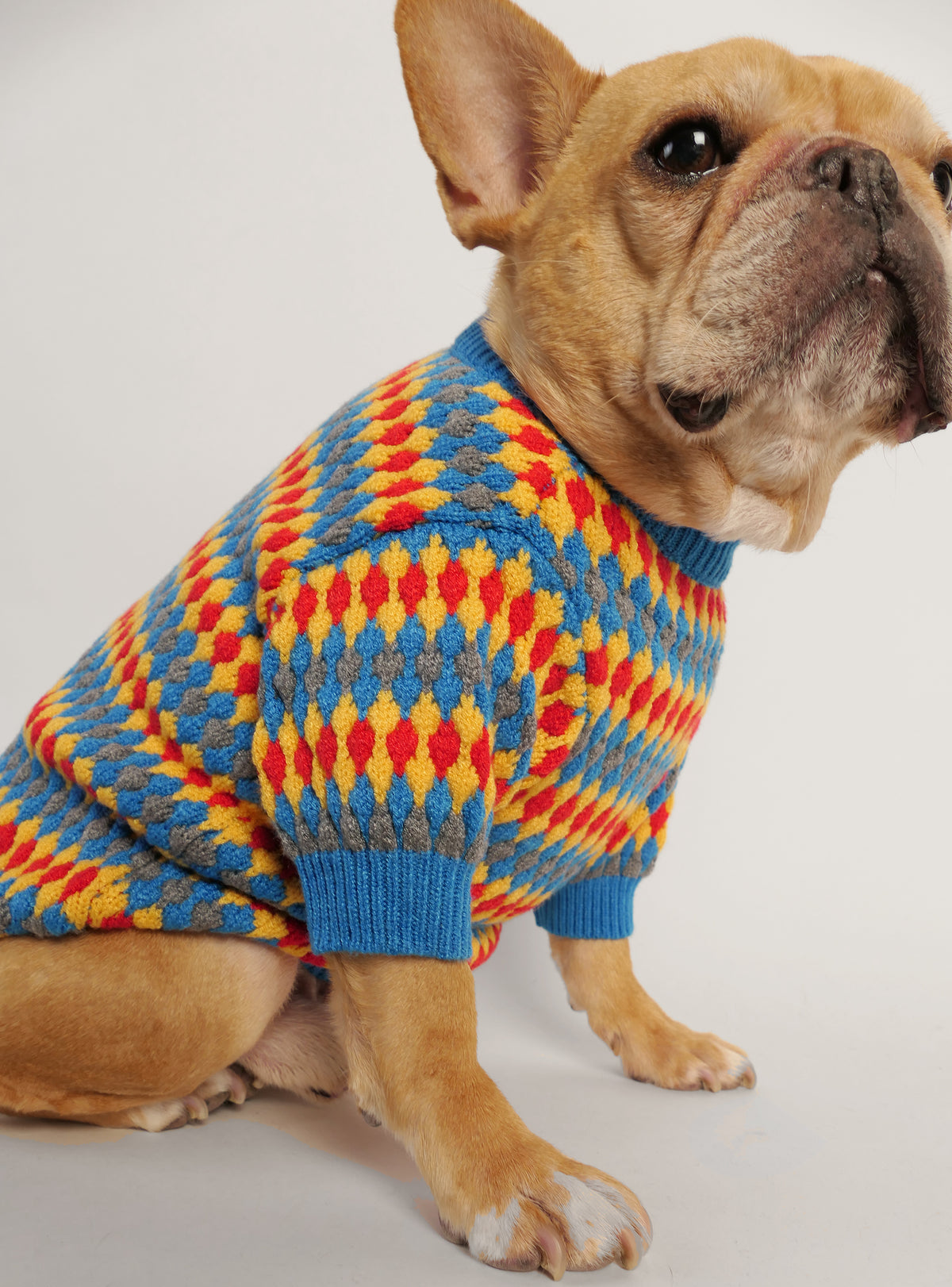 The Freshman Dog Sweater