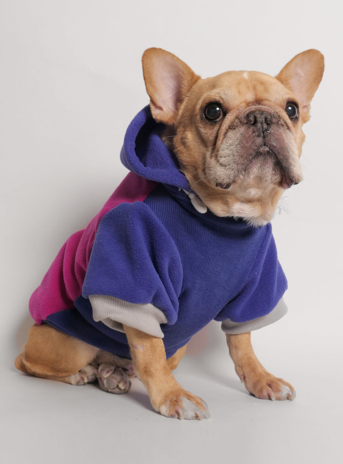 Rooney Dog Hoodie