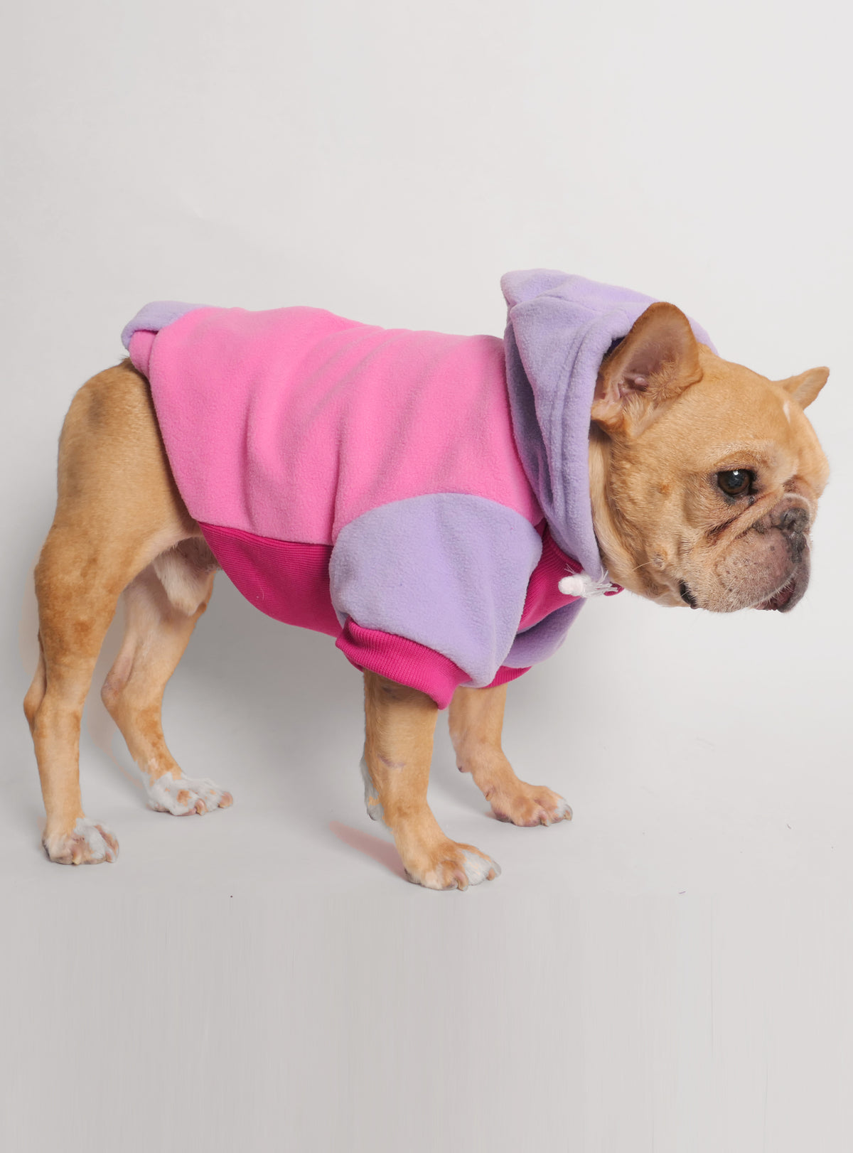 Ferris Dog Hoodie