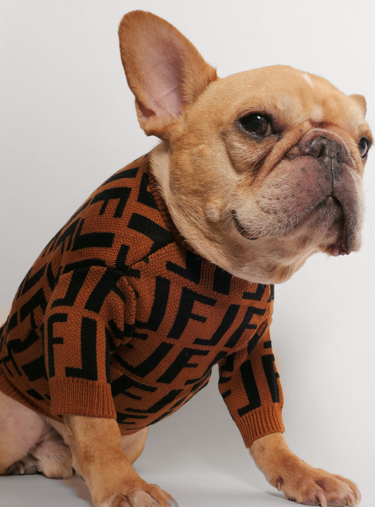 Fetch Dog Sweater