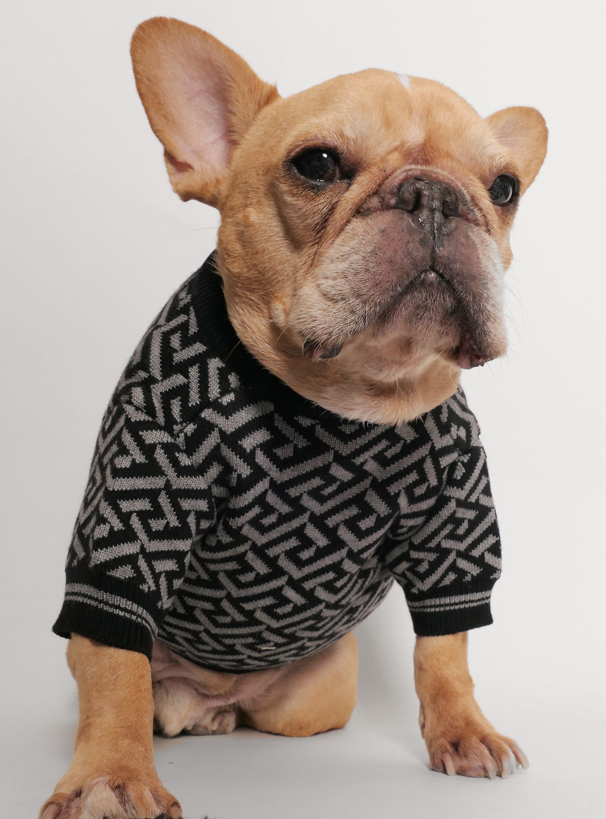 Vain Dog Sweater