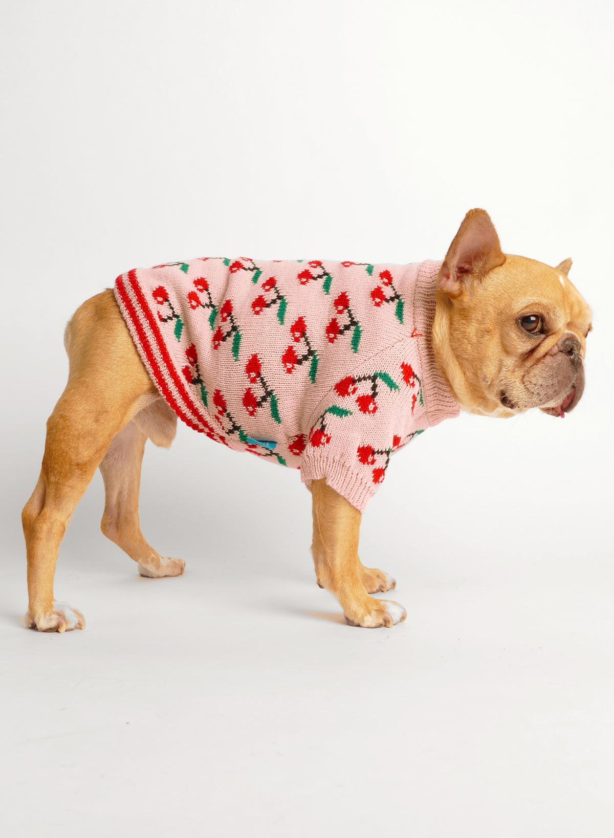Wild Cherry Dog Sweater