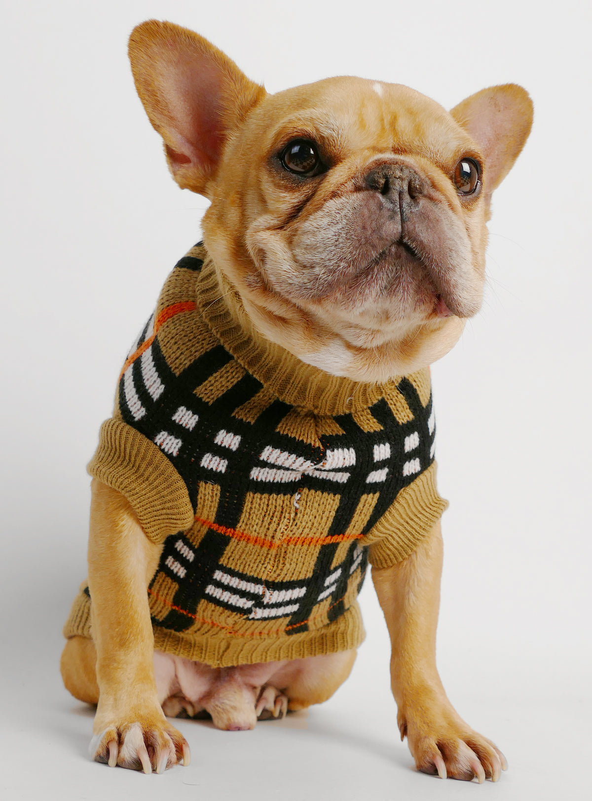 The Blueberry Dog Sweater