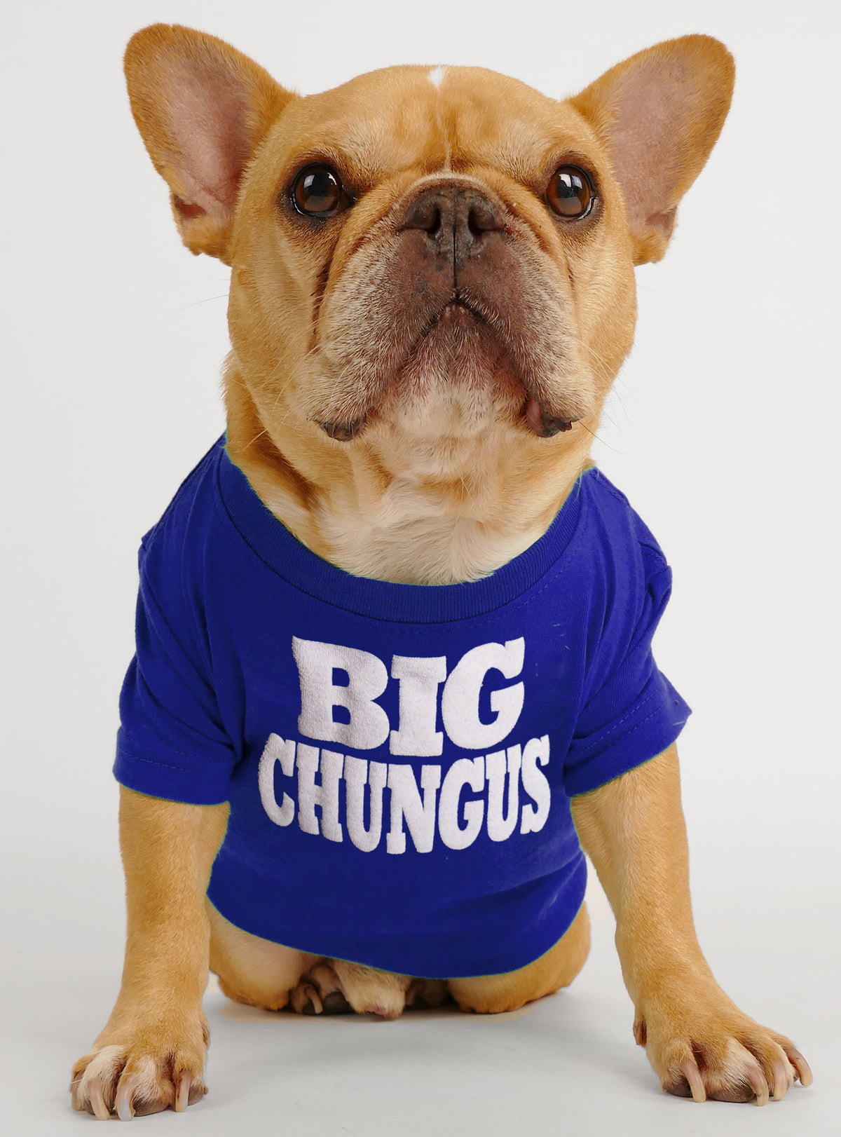 Big Chungus Dog Tee