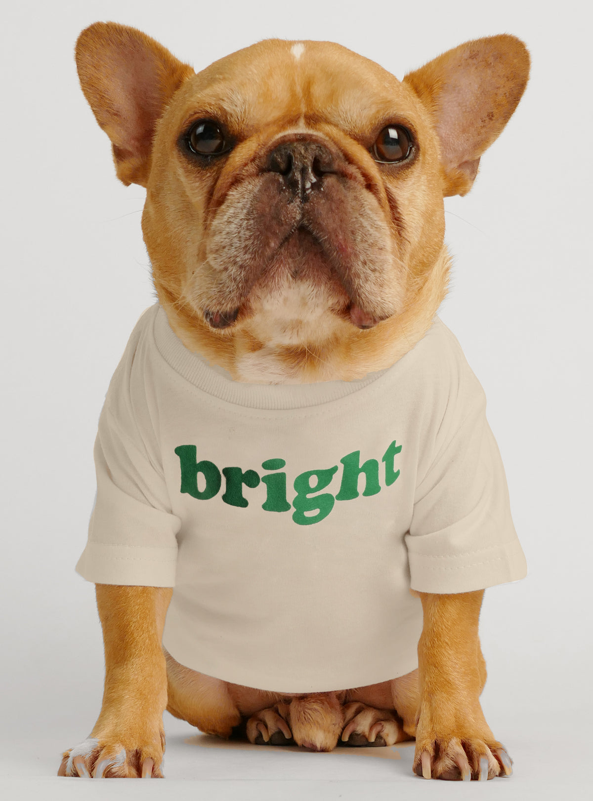 Bright Dog Tee