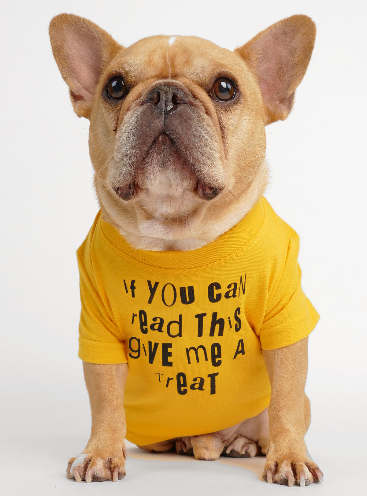 If You Can Read This Dog Tee