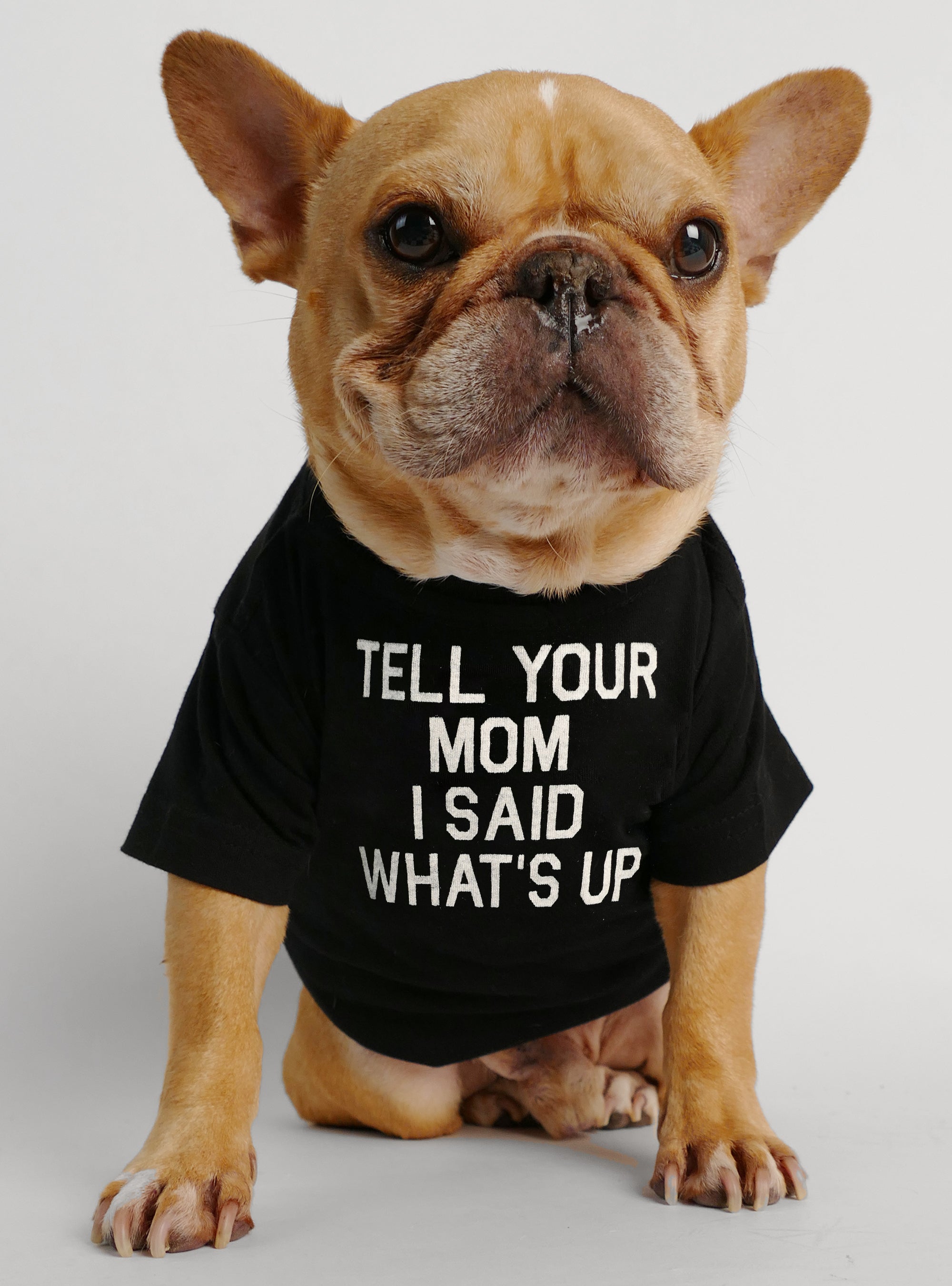 I'm Doing Frenchie Stuff Dog Tee - Club Huey