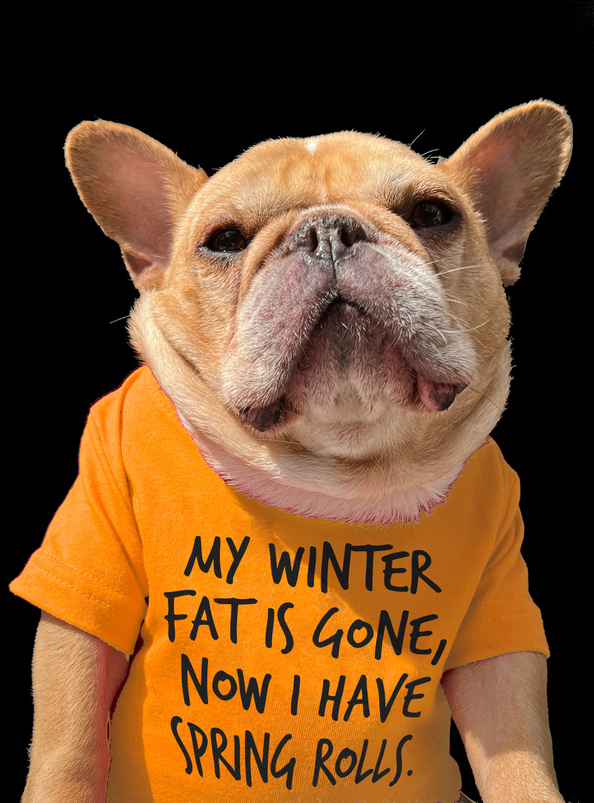 Winter Fat Spring Rolls Dog Tee