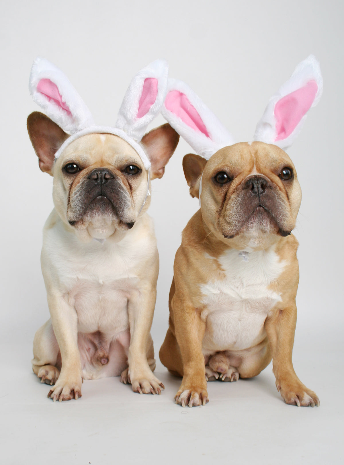 Easter Bunny Dog Costume Dog Easter Bunny Dog Costume Dog