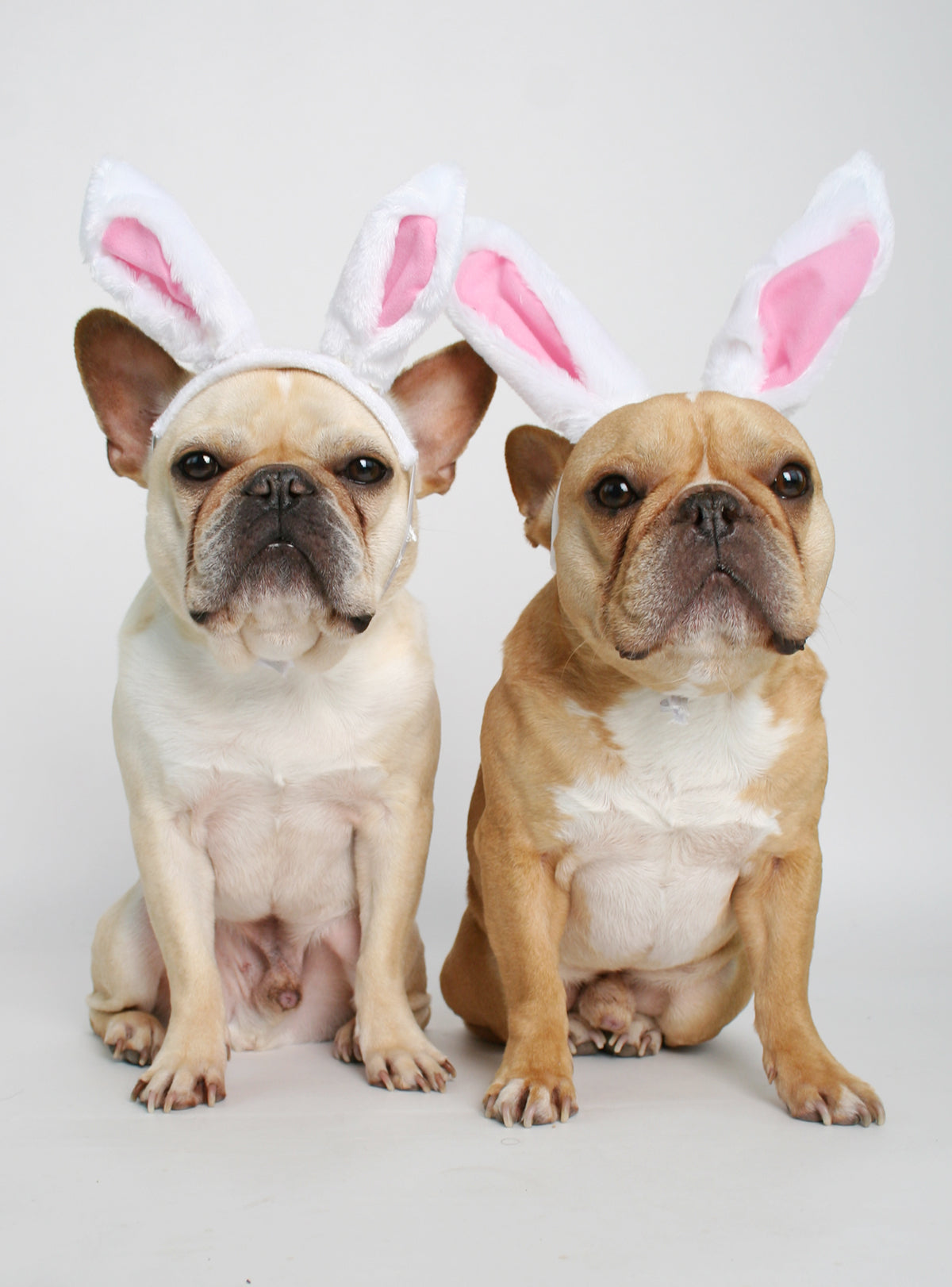 Easter Bunny Ears Dog Costume