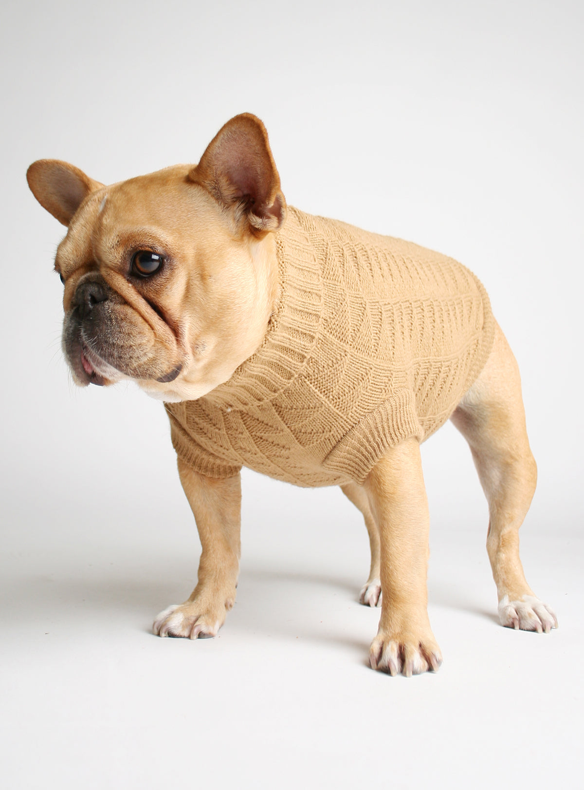Tot Thot Dog Sweater