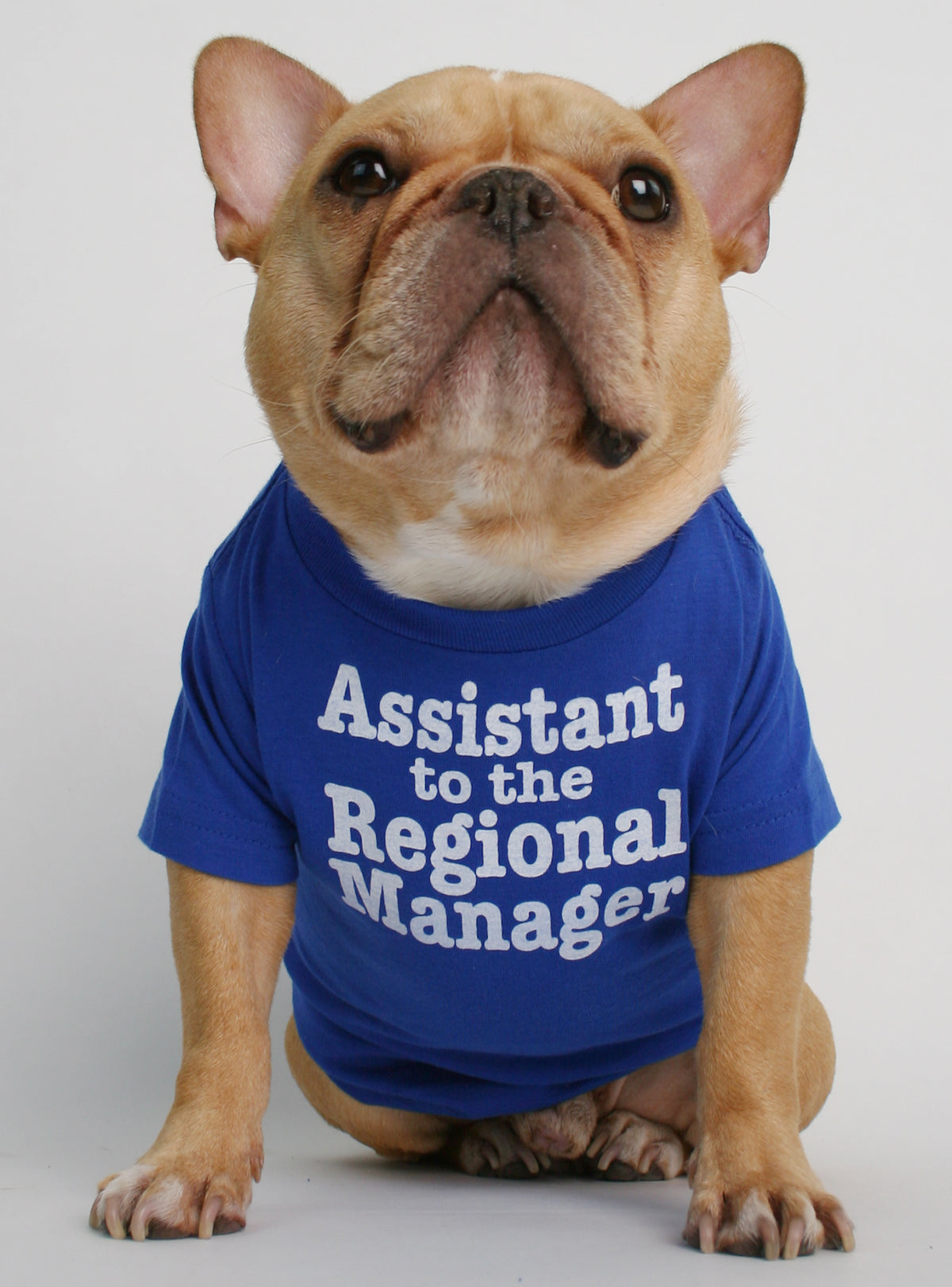 Assistant to the Regional Manager Dog Tee