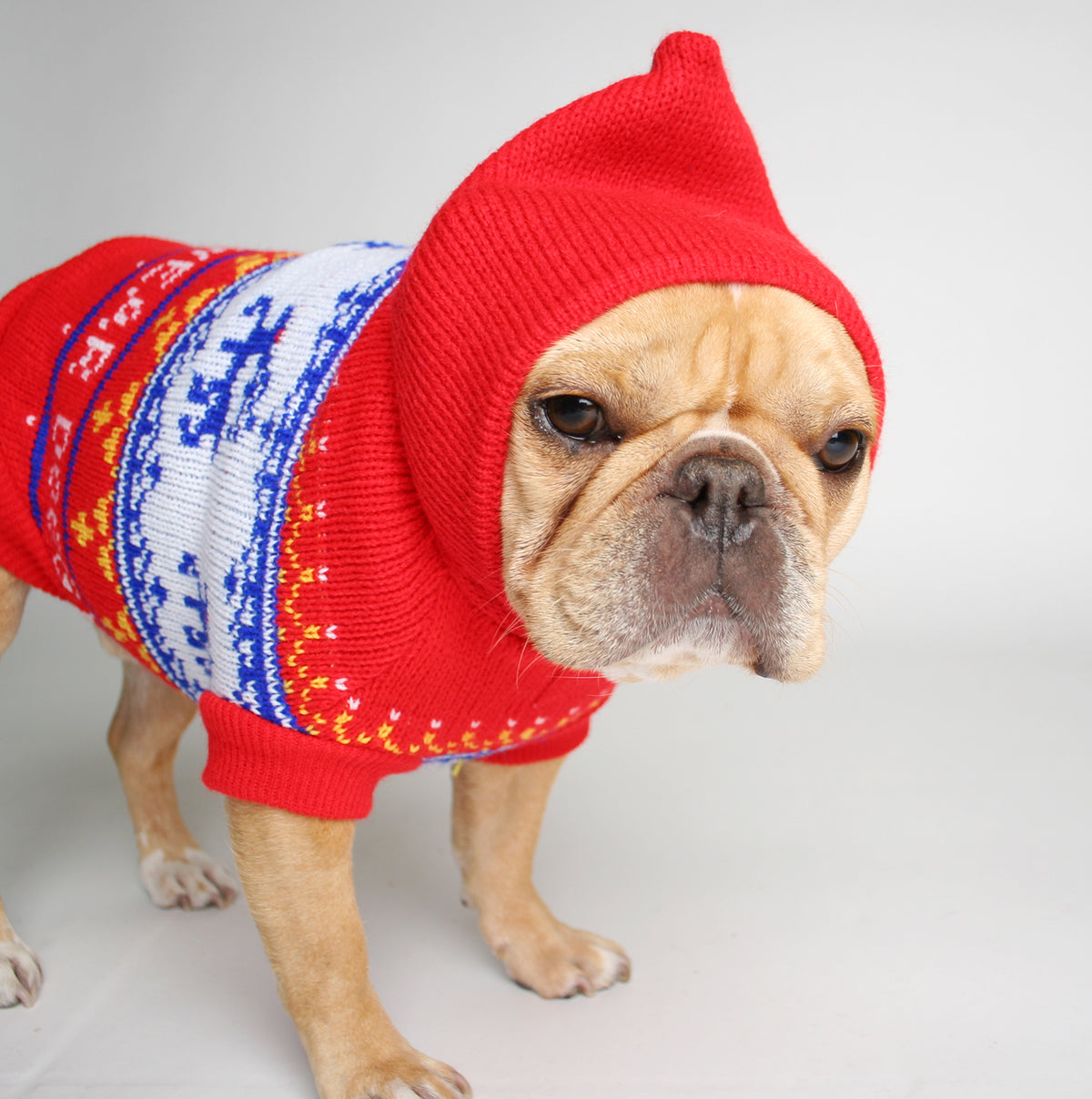 The Snowbound Dog Sweater