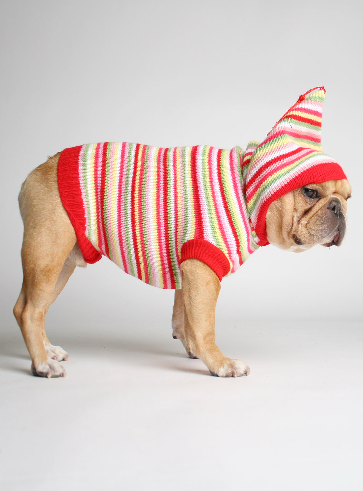 Fruit Stripe Dog Sweater
