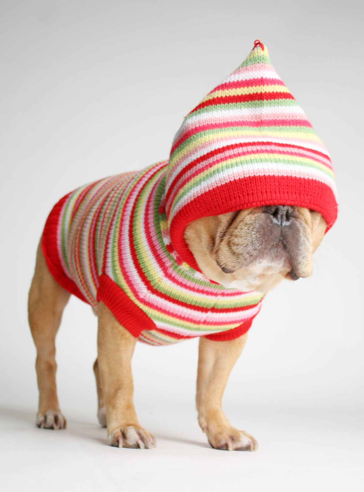 Fruit Stripe Dog Sweater