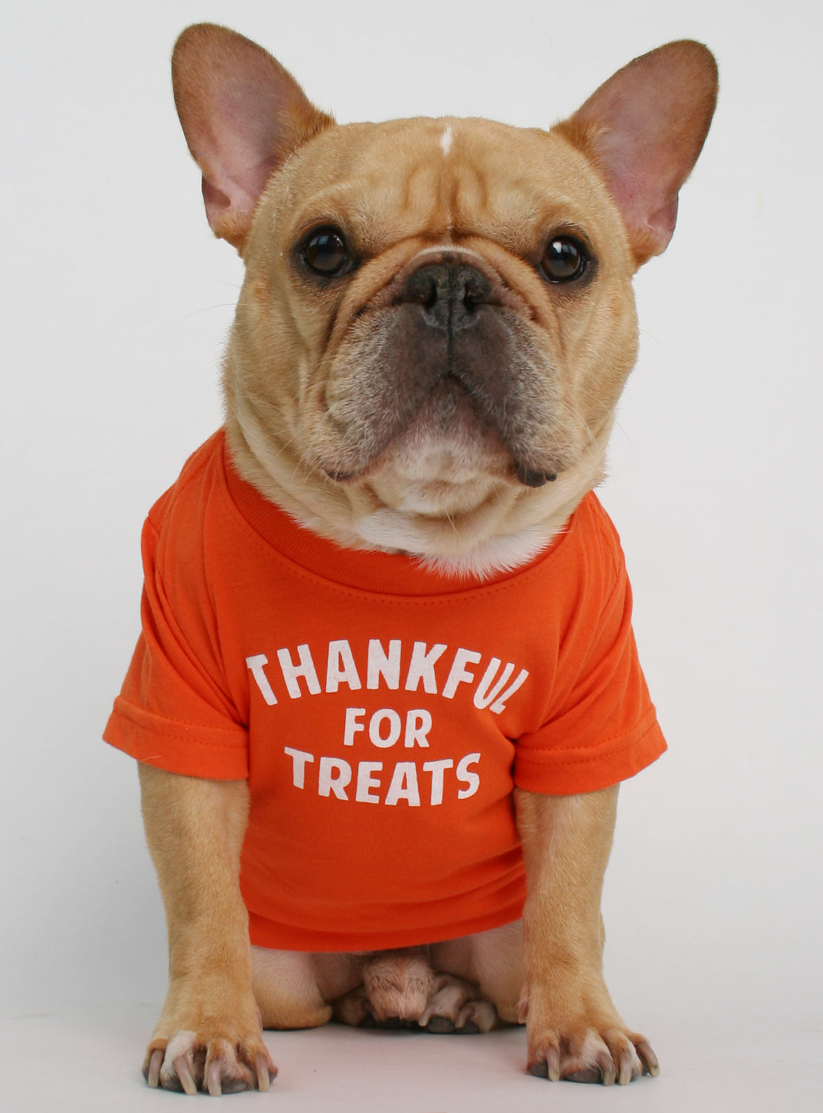 Thankful For Treats Dog Tee