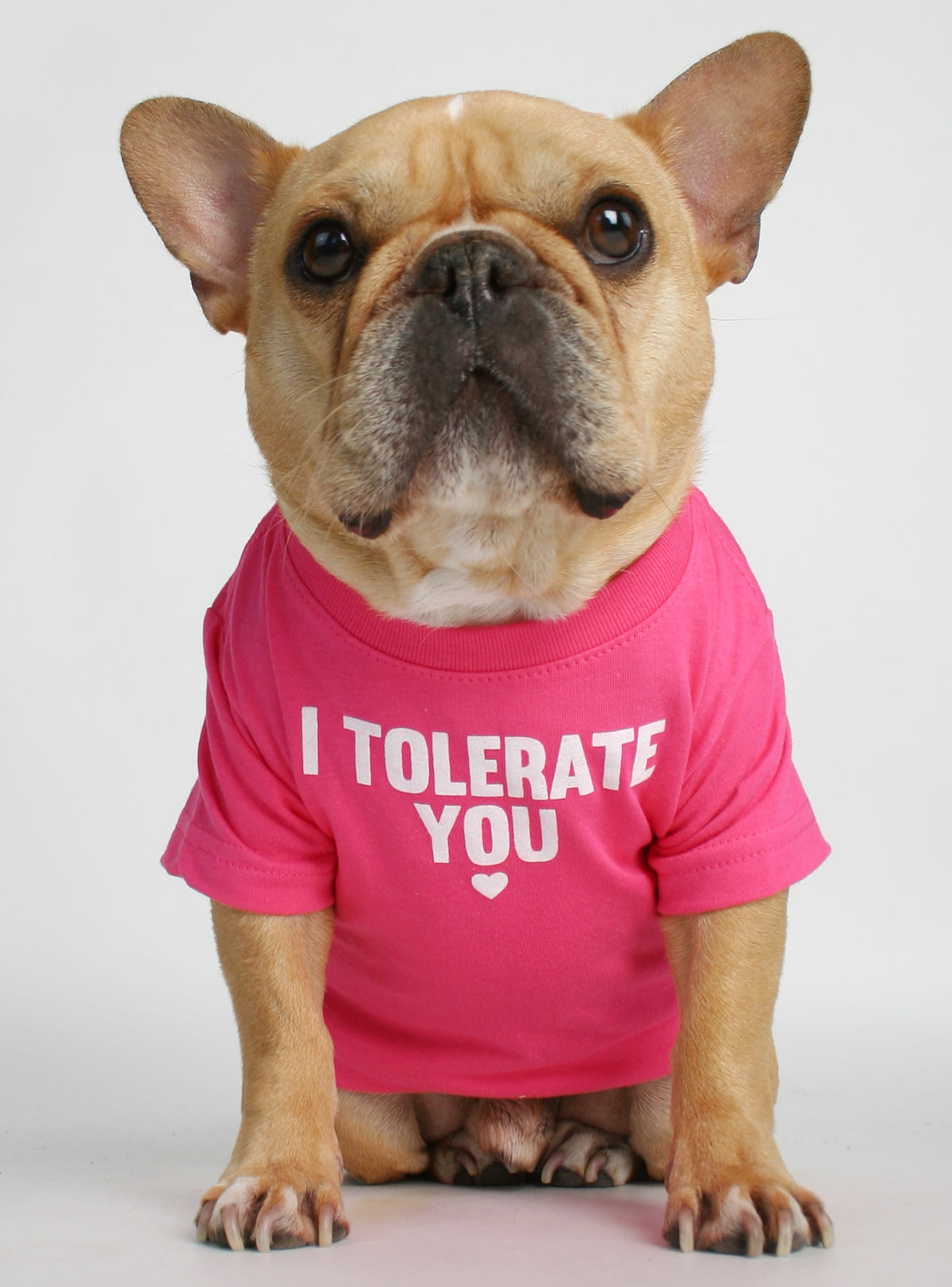 I Tolerate You Dog Tee