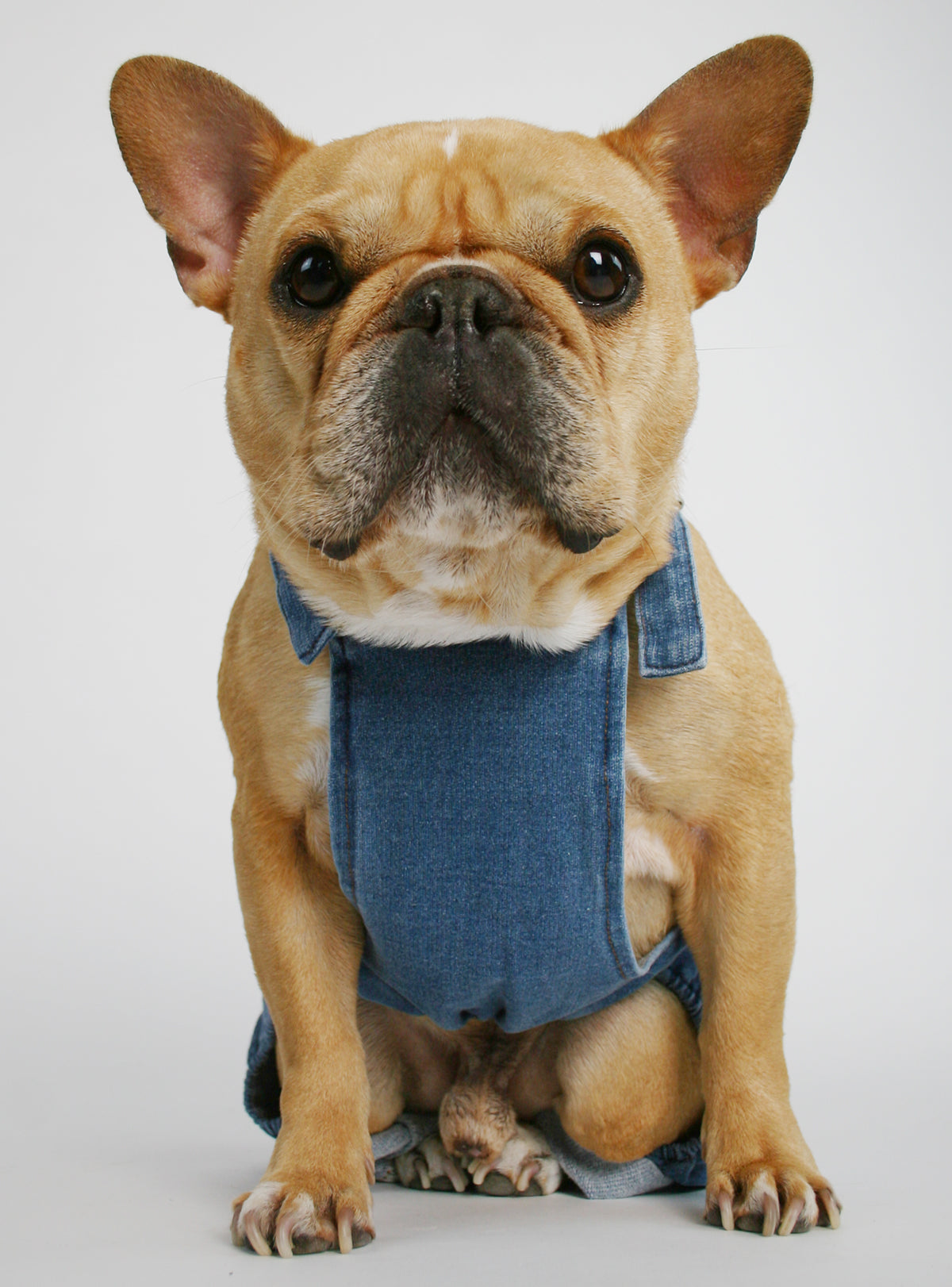 Louis Pup Denim Overalls | Paws Circle | Designer Dog Clothing