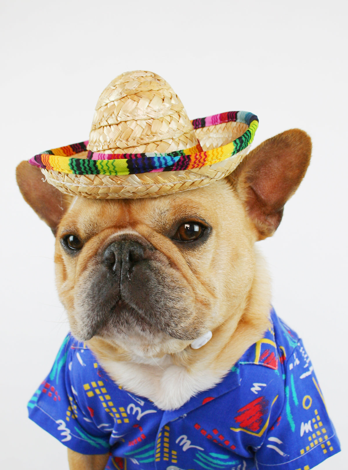 Sombrero Dog Hat