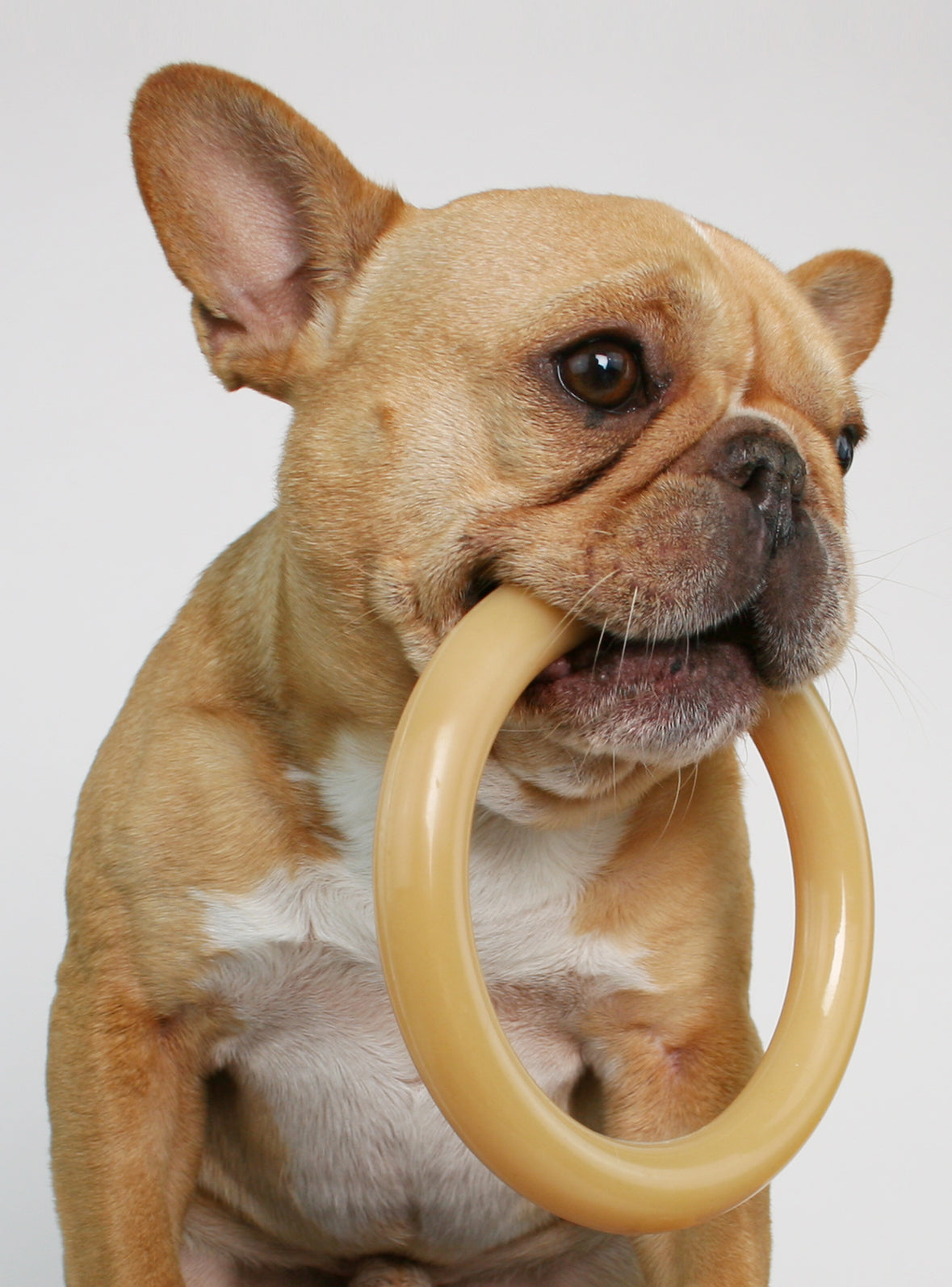 Ring Bone Dog Chew Toy