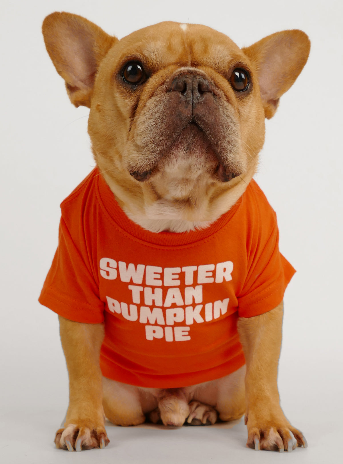 Sweeter Than Pumpkin Pie Dog Tee