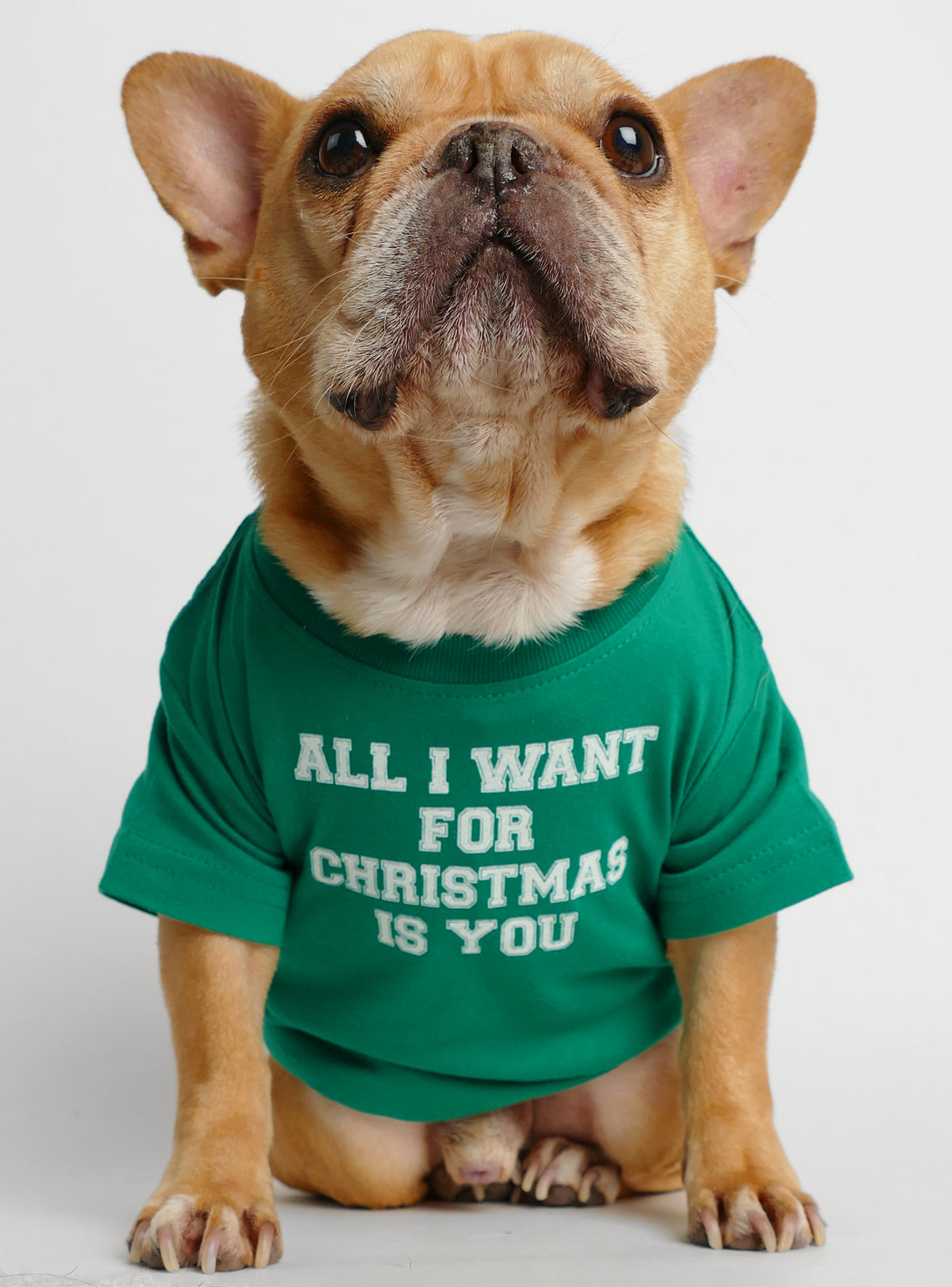 All I Want For Christmas Is You Dog Tee