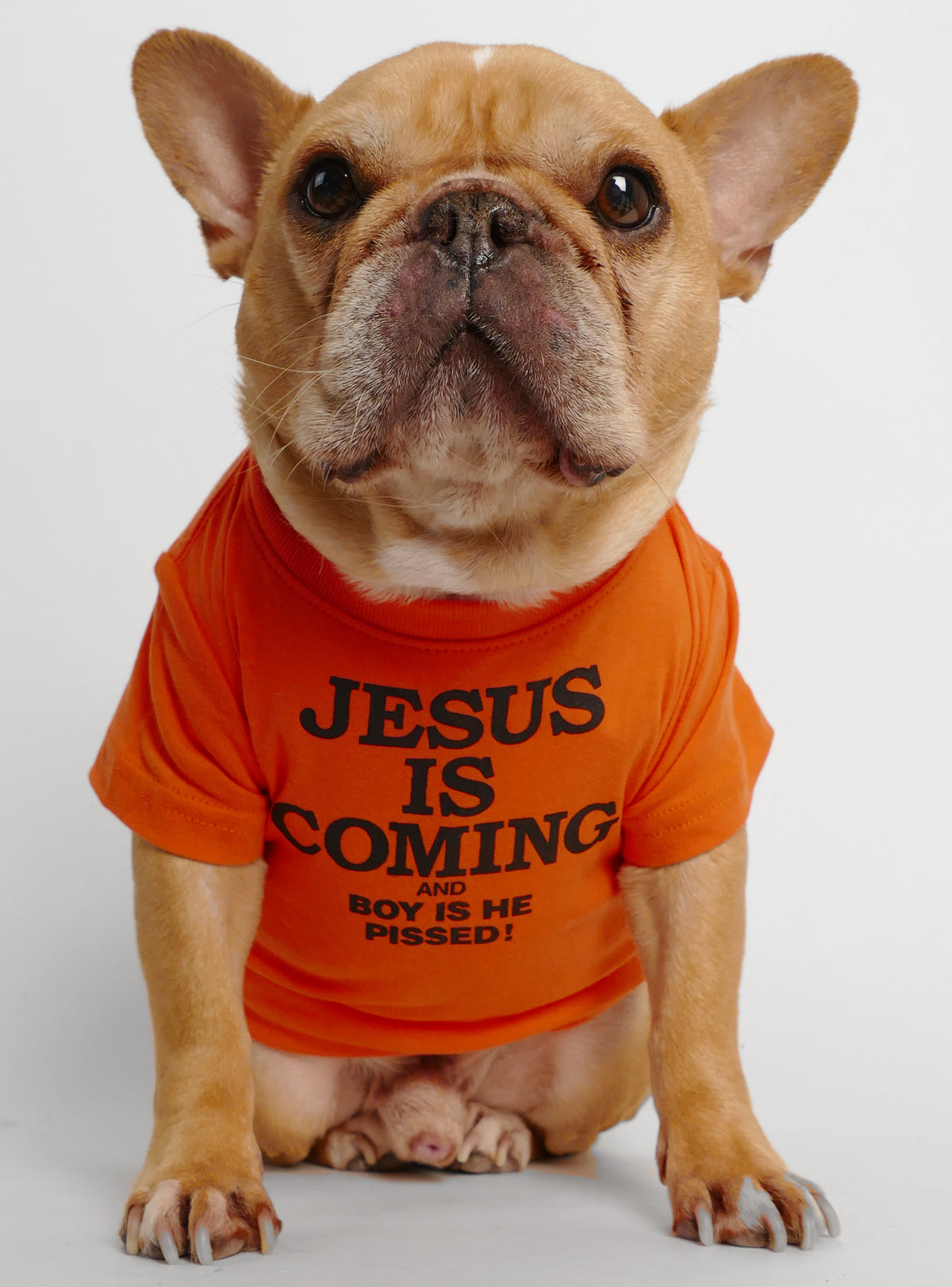 Jesus Is Coming Dog Tee